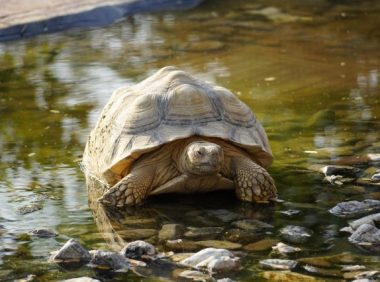 爬宠“仰躺”：神经系统疾病的表现？