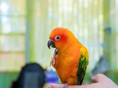 怎么让鹦鹉认主人？