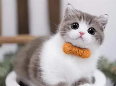 两个月大的猫咪呕吐是怎么回事