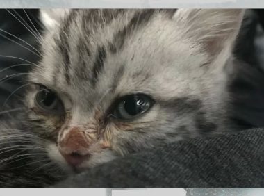 猫总是流眼泪，是什么原因？