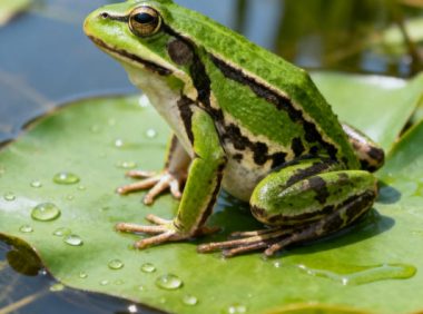 蛙类”浮水”可能是水肿病致命征兆