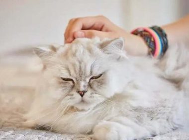 小猫掉毛的原因和解决方法