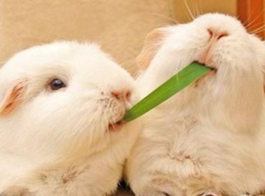 荷兰猪寿命有多长?受到各种条件影响