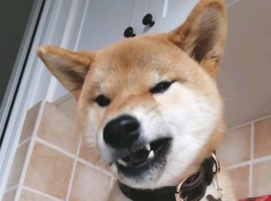 一大早起还要洗澡,柴犬压根就没睡够,結果把主人给吓退了