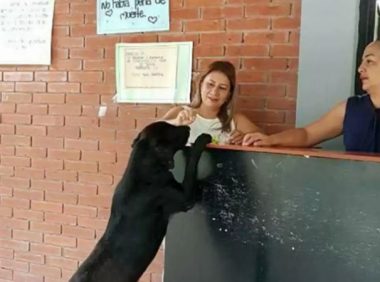 狗狗在校园当保安之余，还会用树叶去小卖铺买零食吃