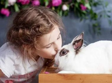 兔子必须吃磨牙棒吗