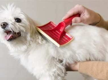 怎么预防狗狗生病