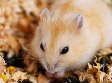 仓鼠能活多久?身体健康的情况下一般都差不多