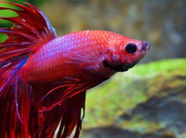 泰国斗鱼养几条比较好,用什么水养好