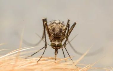 揭穿狗狗心丝虫病的 10 大误区