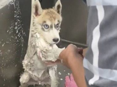 二哈去宠物店洗澡时，却一直盯住工作员：你这是啥目光啊？