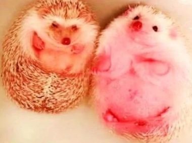 女子在厨房做饭,让男友给自家宠物洗澡,半小时后去看,几分熟了