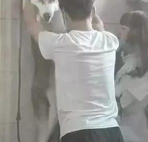 哈士奇洗澡太吵闹，被强摁在墙壁，萨摩耶笑到：被强吻了