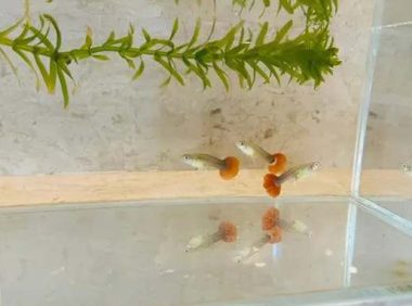 孔雀鱼生产后用换水么