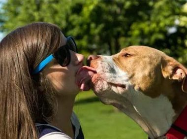 狗狗都可以训练的21个有趣且流行的狗狗技巧