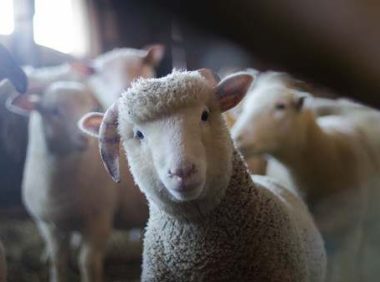 小羊会认主人吗