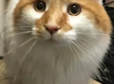 猫肥厚性心脏病早期识别与治疗:案例分享与诊断技巧