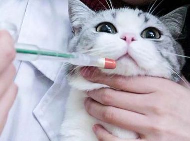 猫咪驱虫过量多久可以缓过来