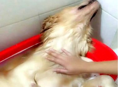 狗狗仰着脑蛋在洗澡，被主人拍了一掌后，小表情笑到许多人肚子痛