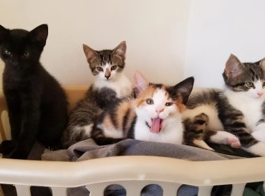 猫咪疫苗怎么打？猫三联？狂犬？常见疫苗问题解析