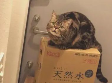 奴才在它面前吃“猫零食”，淡定喵秒发挥表情包实力：“偶买噶”