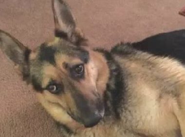 漂泊德牧被收容越来越黏人,就连铲屎官洗澡,它都满脸担忧守在边上