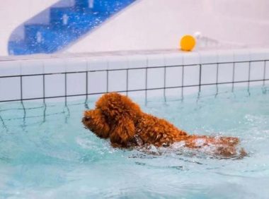 泰迪犬会学游泳吗？