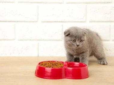小奶猫吃什么食物比较好