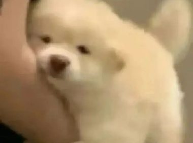 新手养猫请进:一分钟梳理得了猫藓怎么办!