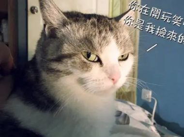 主人误食猫咪零食，结果上吐下泻身体虚脱，猫：本喵的东西也敢吃