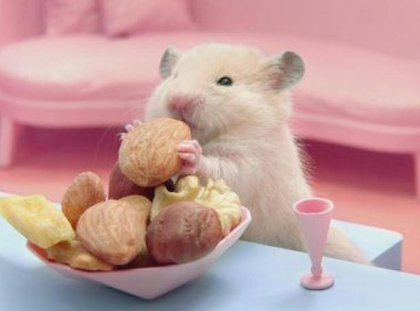 仓鼠拉稀会自愈吗?还是要看拉稀程度