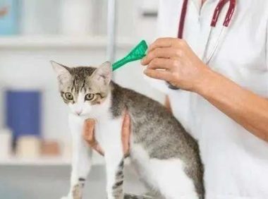 幼猫体外驱虫怎么做
