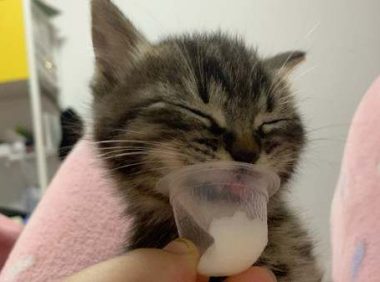 猫能不能吃果冻儿