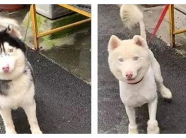 送二哈去宠物店洗澡，再去接时却掉色了：这是用“84”洗的吧？