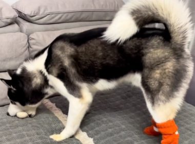 主人买了一大袋宠物零食让狗狗选择,结果它选了一个馒头,太逗了