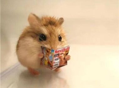 仓鼠湿尾症状,主要就是这些