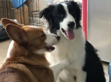 这是在上供吗？柯基得了块零食非要去显摆，结果边牧忍无可忍！