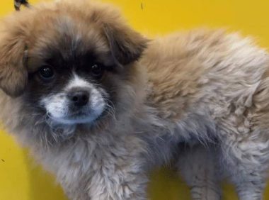 主人送狗狗去洗澡，回来取的时候差点没认出：这是我的狗吗？