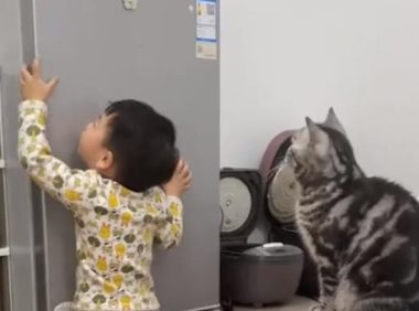 萌娃拿不到冰箱上的零食,指挥猫咪帮忙