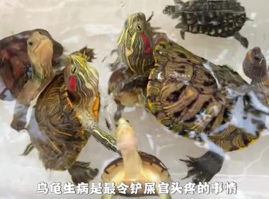 乌龟生病如何喂药?保姆级教程来了!
