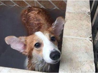 狗狗很聪明就是不肯洗澡,主人无可奈何施展苦肉计,实际效果还挺不错