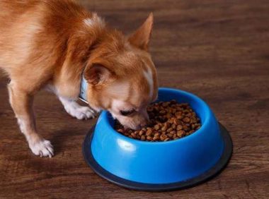 狗狗喂食一天吃几次