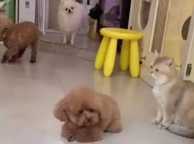 送狗狗去宠物店洗澡，它委屈坏了：麻麻怎么还不来接我