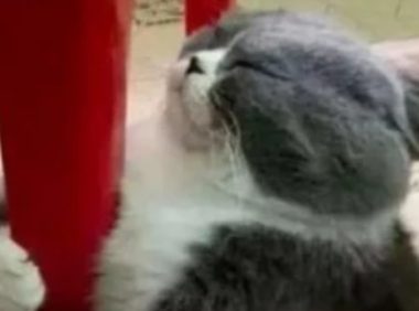 准备好热水帮猫咪洗澡，来接它时都无奈了谁家猫像你一样