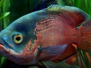 地图鱼水温多少度合适