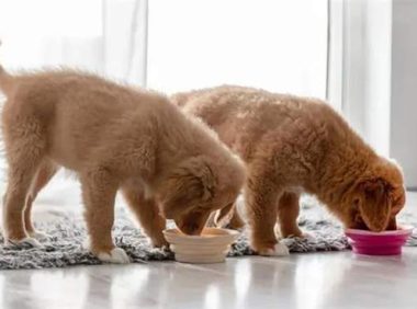 一个月的小狗可以吃什么