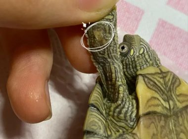 乌龟腐皮如何处理?聊一下简单且稳妥的处理方法