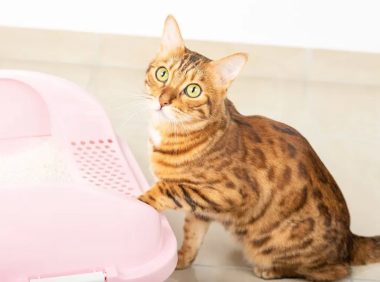 什么是猫腹泻?原因、应对及预防全攻略