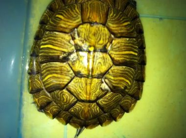 乌龟壳变软了是啥原因?3 种情况及其解决办法