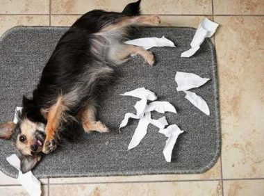 狗狗误食异物的处理方法